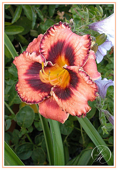 hemerocallis